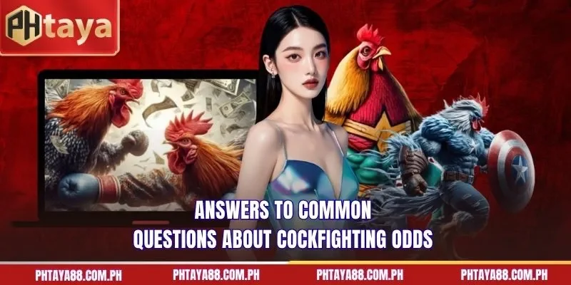  Answers to common questions about cockfighting odds