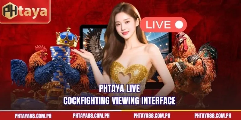 PHTAYA live cockfighting viewing interface